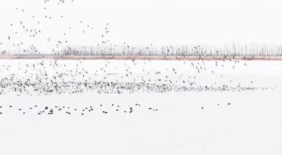 微视频丨辽河口湿地迎来大批候鸟迁徙