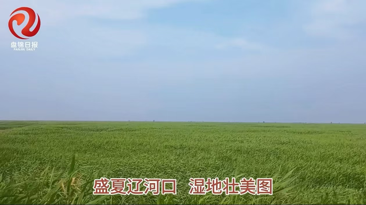 大片儿 | 盛夏辽河口  湿地壮美图