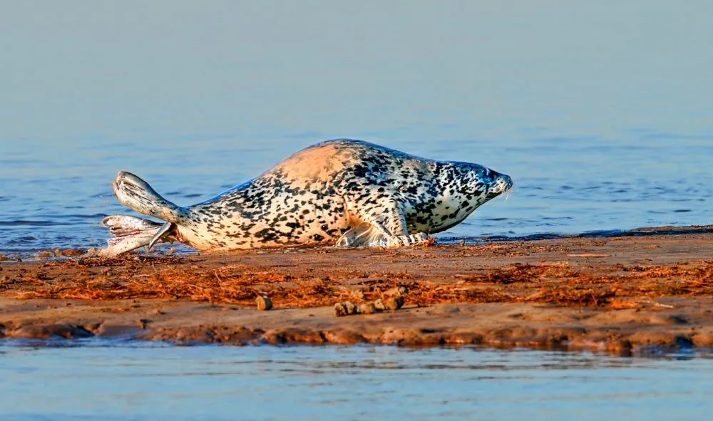 辽中斑海豹图片
